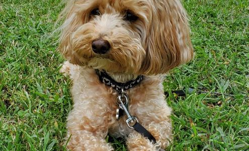 Riverside Puppies 17555 Riverside Rd, Crocker Missouri 65452