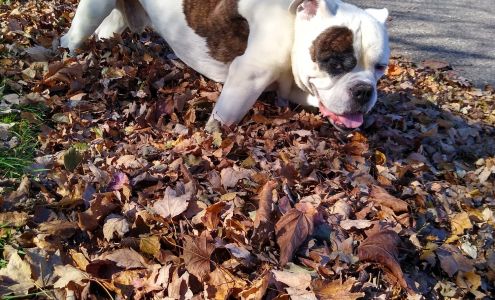 hermes olde bulldogges Salem