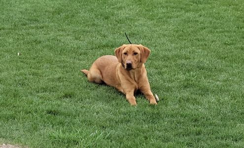 West Country Kennels 2819 Brush Prairie Rd, Lester Prairie Minnesota 55354