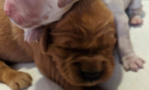 Floden Farm Golden Retrievers - Puppies and Stud Services 27736 Co Hwy 1, Wendell Minnesota 56590