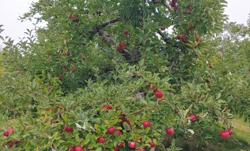 Maine-ly Apples Dixmont