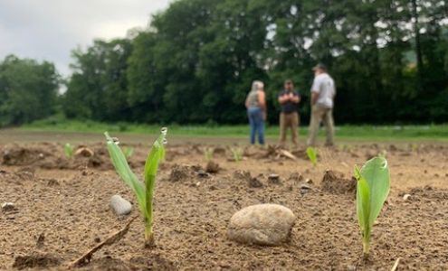 Hicks Family Farm Corn Maze Charlemont