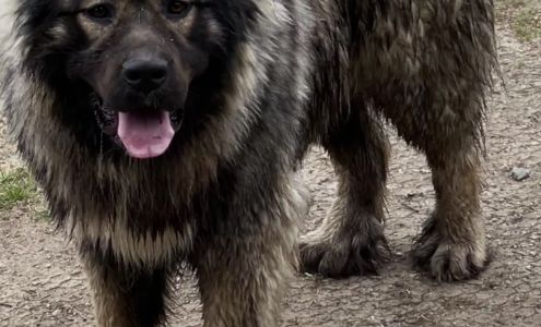 Royal Caucasian Shepherds, LLC Twining
