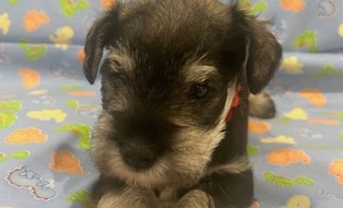 Windward Miniature Schnauzers 5275 Ellisville Dr, Louisa Virginia 23093