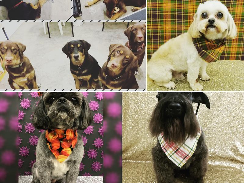 Shaggy Chic Pet Salon