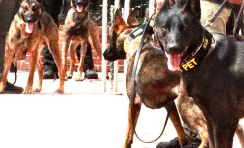 American K-9 Interdiction 4007 Burdette Rd, Carrsville Virginia 23315