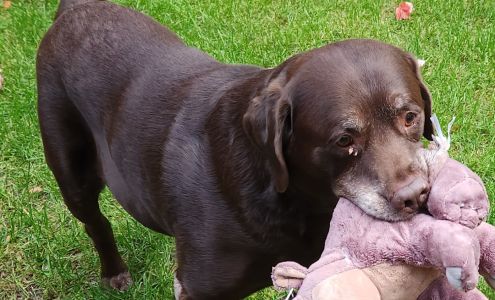 Magnum Kennels 7787 E 10 Rd, Manton Michigan 49663