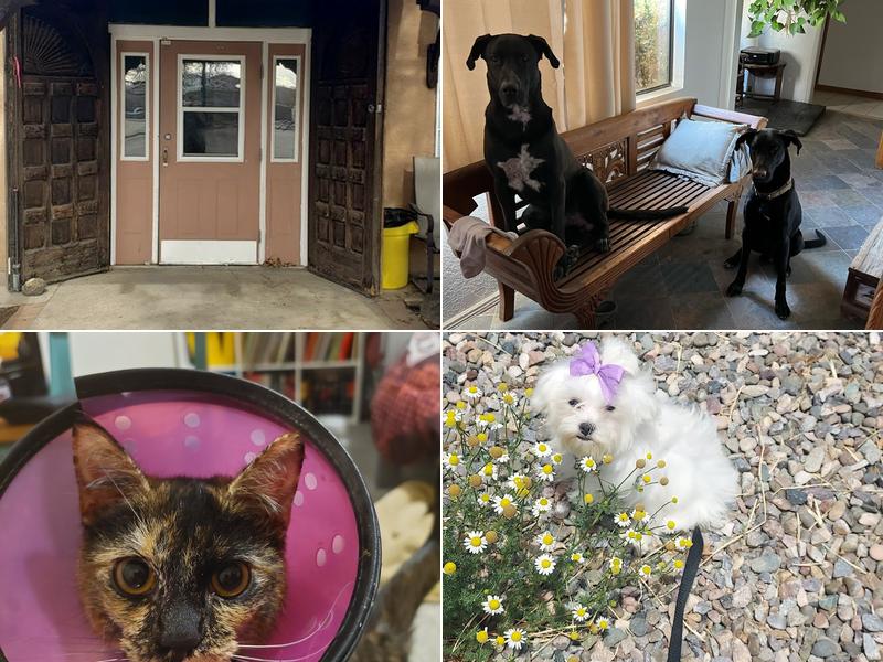 Angels Among Us Veterinary Services