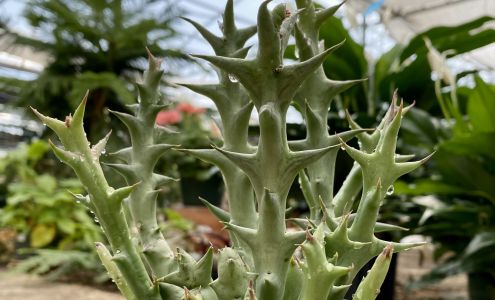 Neitzert’s Greenhouse