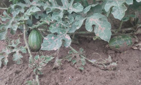 Los Vigiles Living Traditions Fiber Studio & Supply Chimayo