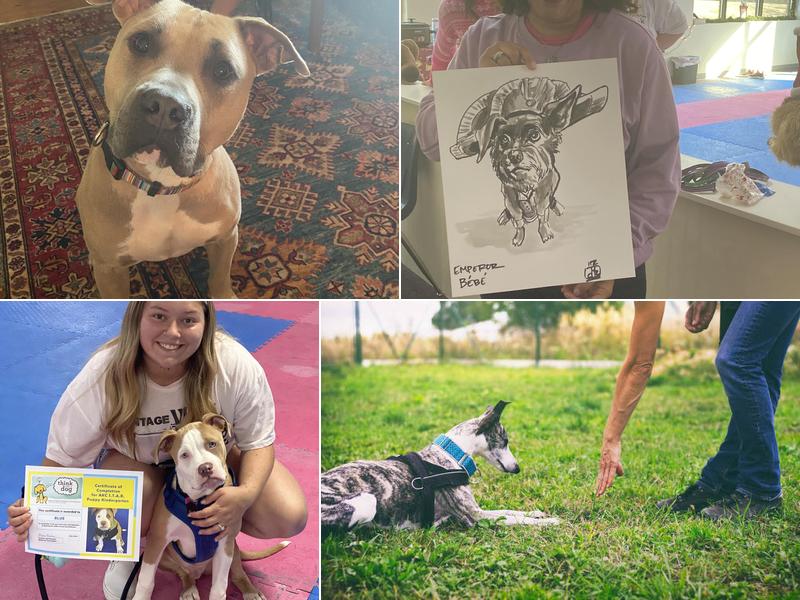 Think Like A Dog, LLC