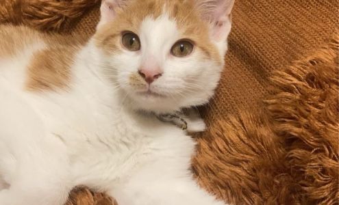 Shawano County Humane Society