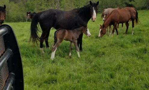 Scenic View Ranch Monona