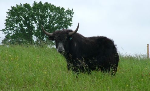 Yak'N Radish Ranch Townsend