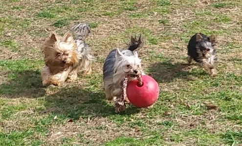 Alpha K9 center 648 Ossia Rd, Duck West Virginia 25063