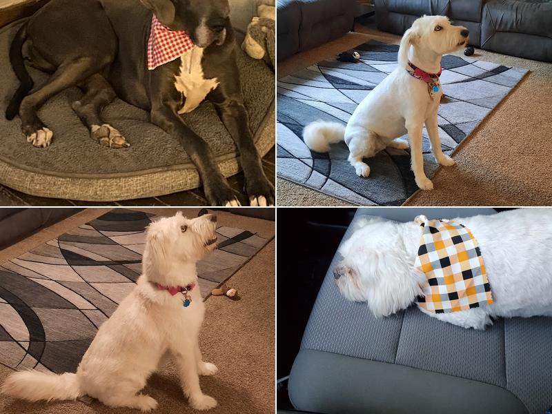 Julie's Wags & Whiskers