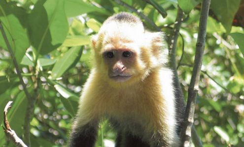 Big Thicket Exotics LLC 10885 Old US Hwy 69 p, Warren Texas 77664