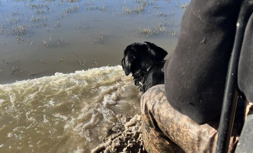 Pintail Hunting Club Garwood