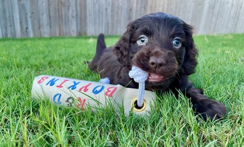 R & D Boykins 2446 Sandy Creek Rd, Garwood Texas 77442