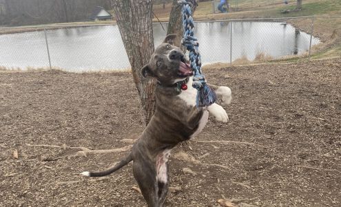 Canine Kingdom LLC 1071 State Rte 2533, Greenville Kentucky 42345