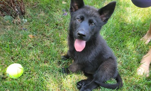 Irish Eyes Kennels Grand Mound