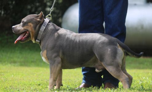 Steeplechase Kennels & Boarding