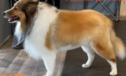 Flawless Pet Salon 903 W Bankhead St, New Albany Mississippi 38652