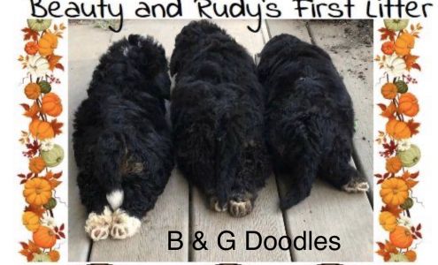 B and G Doodles Inwood