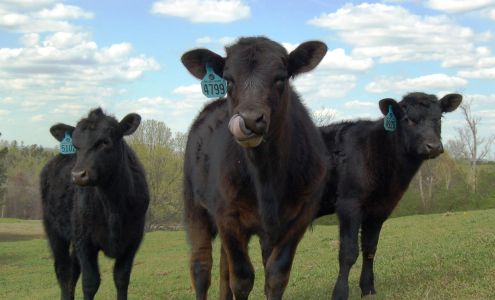 Walker Lands & Cattle Delta