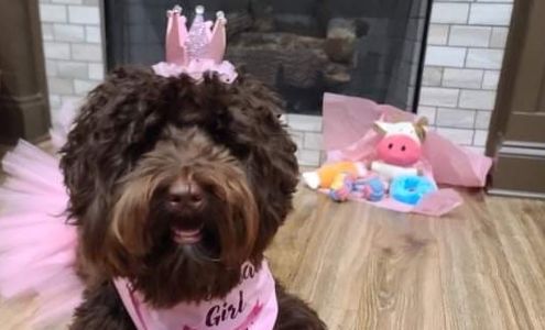 Daffodil Hill Australian Labradoodles Carlisle