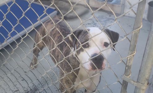 Green River Animal Shelter Columbia