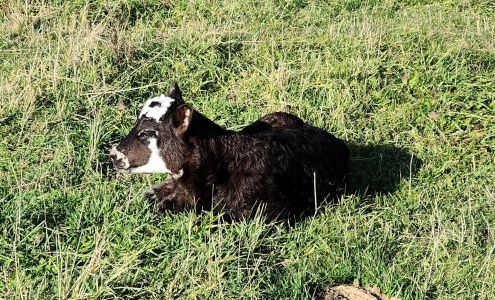 Lillie Valley Farm Putnam Station
