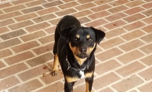 Happy Healthy Pet Adoption, Inc. Bay Springs