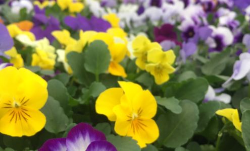 Golden Russet Farm Shoreham