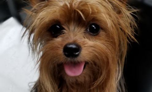 Puppyterriers Cobbtown