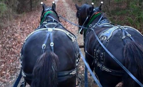 Summit's Valley Shires and Sport Horses, LLC Horseshoe Bend