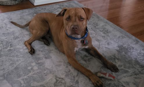 Toledo's PET Bull Project