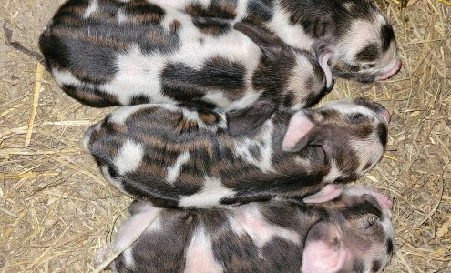 Cornerstone Acres Farm Boon