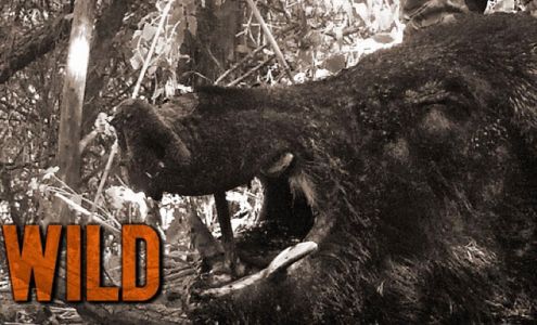 No Mercy Hunting Services, L.L.C. Gracemont