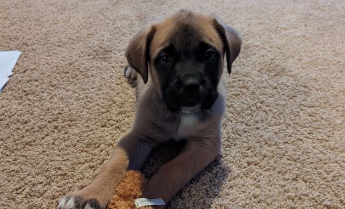 Northern Sky Obedience Academy 7900 Charlevoix View Dr, Charlevoix Michigan 49720