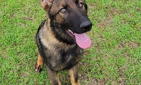 Stella's Puppies and Dogs Obedience School 947 NC-48, Roanoke Rapids North Carolina 27870