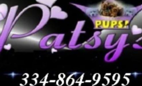 PatsysPups/puppies/breeder 230 Lafayette St N, La Fayette Alabama 36862