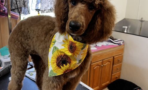 Mel’s Mutts and Cutts LLC Plus PEMF 606 Denmon Rd, Sarepta Louisiana 71071