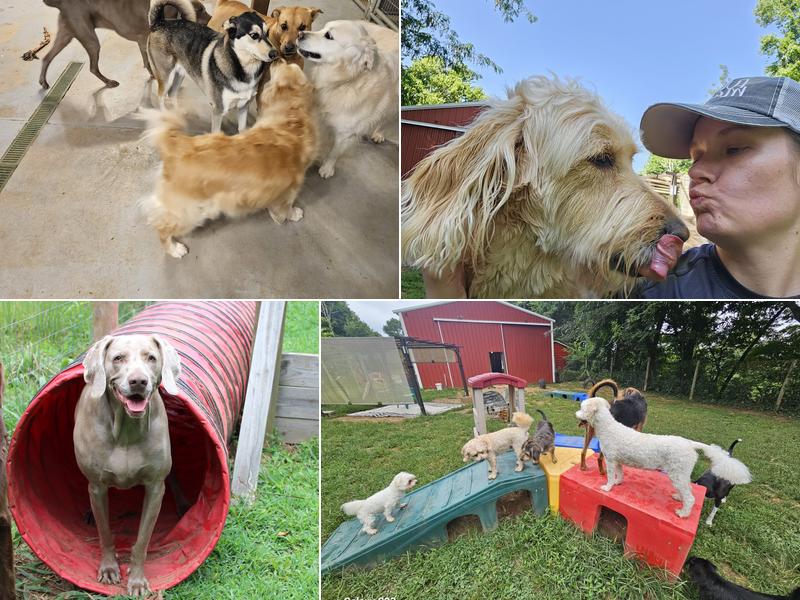 Country Pet Playground Dog Boarding