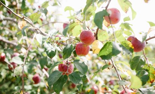 Wills Family Orchard Adel