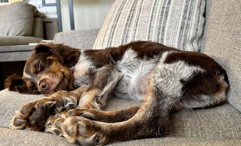 Geiger Vet 999 E Fry Blvd, Sierra Vista Arizona 85635