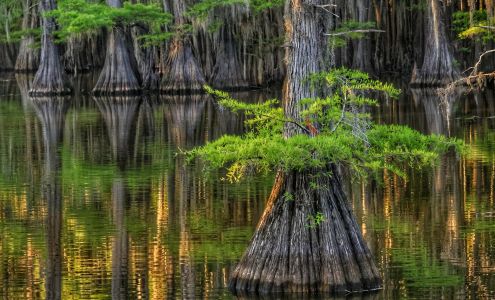 Caddo Lake State Park Karnack
