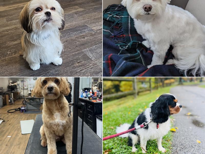 Kait's Grooming Gallery