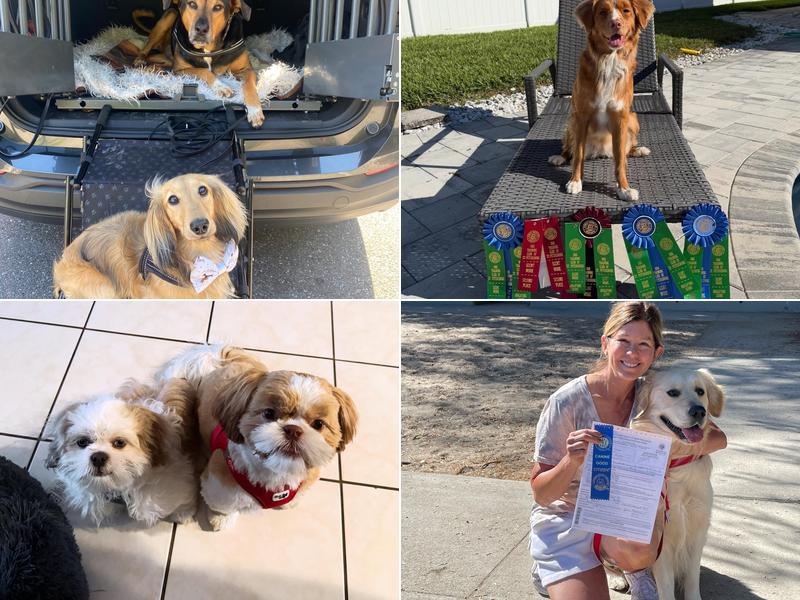 Progress 4 Paws