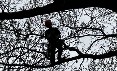 Sweet Green Arbor Services and Sweet Green Natives